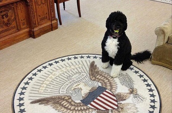 El nuevo miembro del clan Obama es un perro de agua portugués como Bo