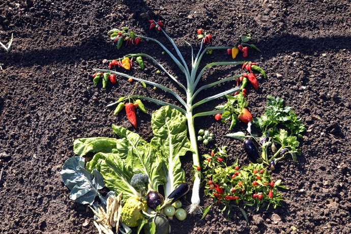 Productos De La Huerta 