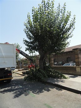 PSOE denuncia la tala de árboles en el barrio del Carmen