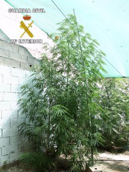 Plantación de marihuana en el interior de la vivienda