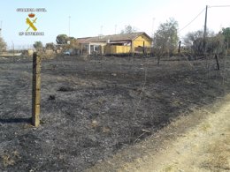 Incendio de seis hectáreas y que alcanzó el corredor verde del Guadiamar