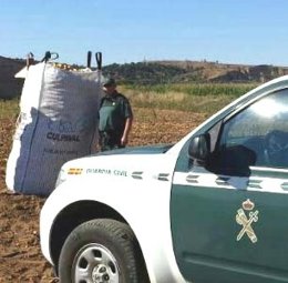 Robo de más de 1.000 kilogramos de patatas en Toro