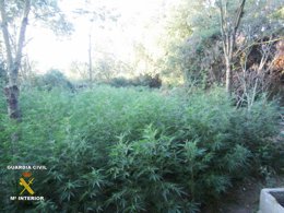 Plantación de marihuana en Avinyonet de Puigventós