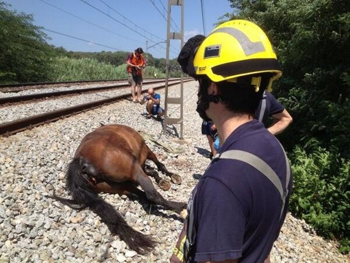 Un caballo arrollado por un tren entre Fornells y Riudellots