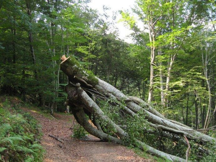 Tala de árboles en el Saja-Besaya