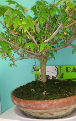 Bonsai de arce