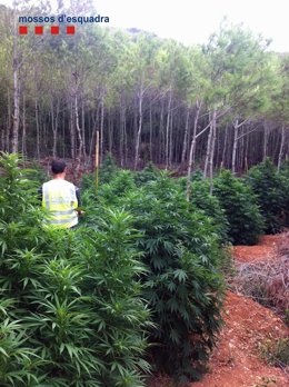 Imagen de una de las plantaciones de marihuana