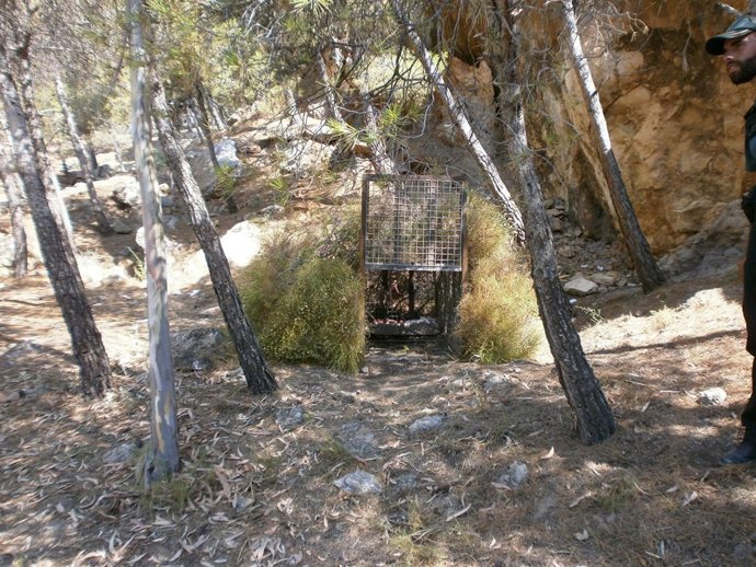 Jaula con cebo para capturar al gran felino en Castala