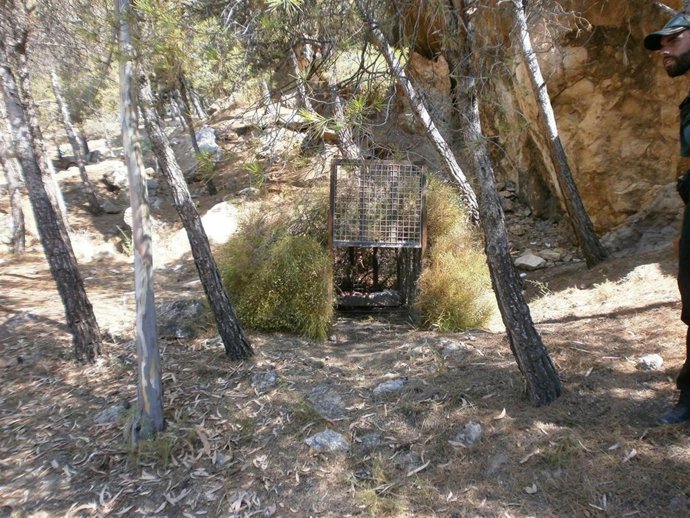 Jaula con cebo para capturar al gran felino en Castala
