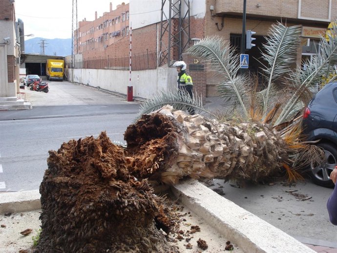 Palmera afectada por el picudo rojo 