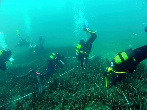 Buceadores voluntarios em Posidonia