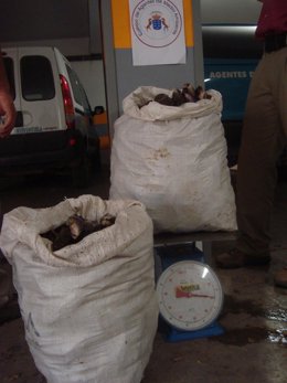 Mejillones incautados