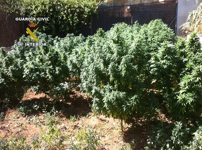 Marihuana interceptada en el Pont d'Inca