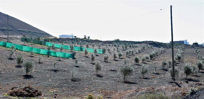 Olivar Ecológico del Cabildo