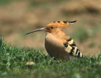 España, nido del turismo ornitológico