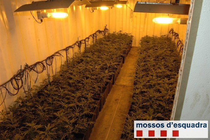 3.791 Plantas De Marihuana En Una Vivienda De Girona