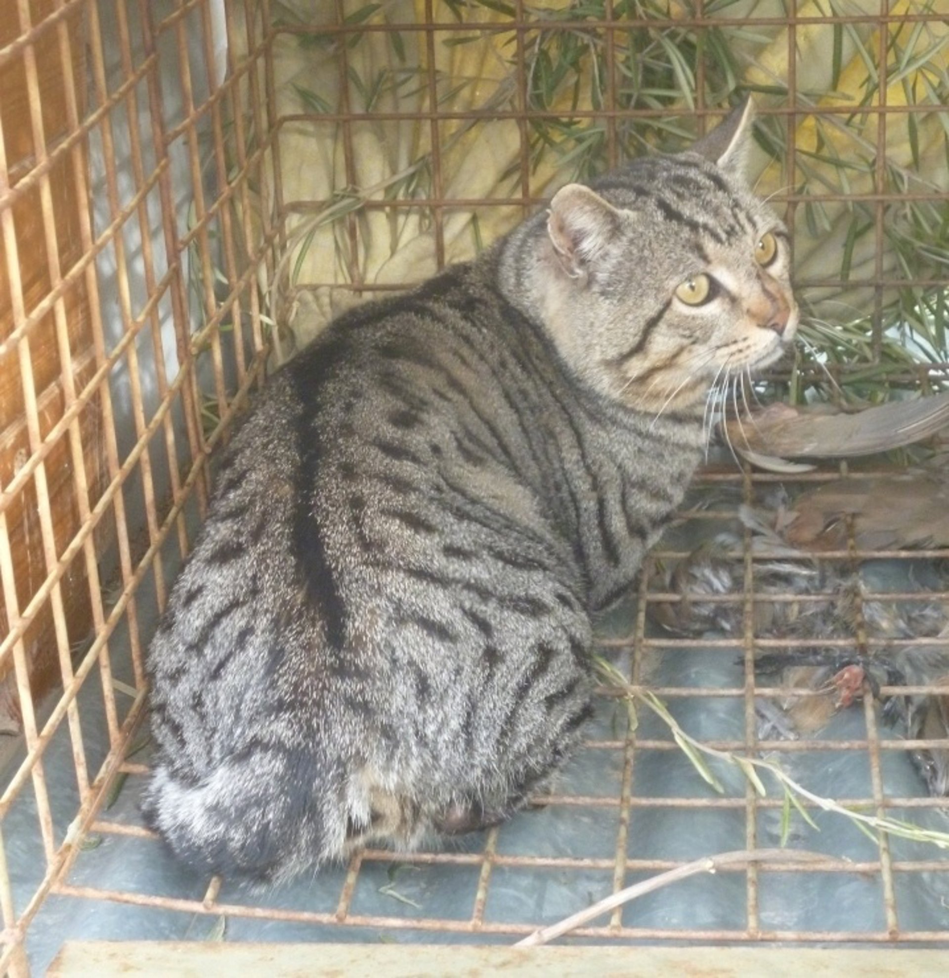 Китайская ли хуа мао. Китайская ли хуа мао. Ли мао порода. Китайская кошка ли. Китайская кошка ли.