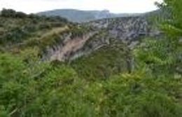 La DGA lucha contra las especies vegetales invasoras. 