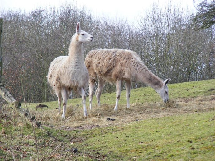 Animal Llama