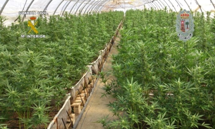 Imagen de la plantación, que ha dado lugar a la mayor incautación de marihuana