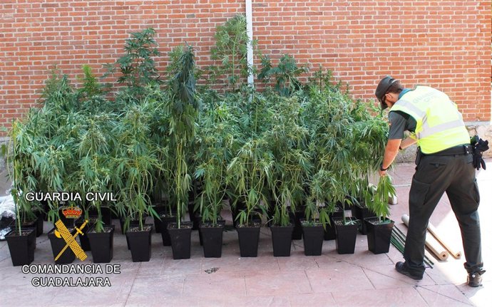 Plantas de marihuana