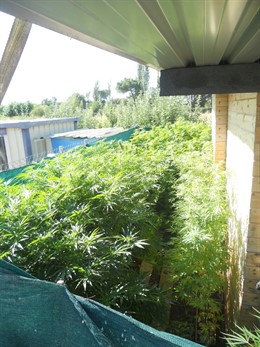 Plantas de marihuana halladas en una vivienda de Tudela de Duero (Valladolid)