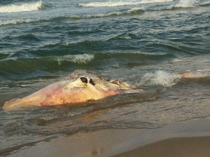 Cachalote en descomposición varado en la playa de El Perellonet.