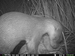 Nutria fotografiada en el parque natural del Montsant
