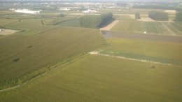 Plantas de marihuana camufladas en grandes maizales