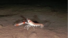 Imagen de la fauna del escarpe de Emile Baudot en Cabrera