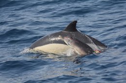 Delfin recuperado en aguas del Estrecho