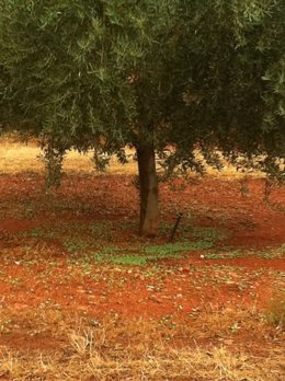 Daños en olivos de Iznalloz tras tormenta