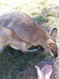 Dando de comer a un canguro