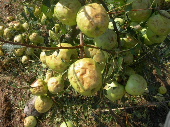 Manzanas dañadas por las tormentas en Extremadura