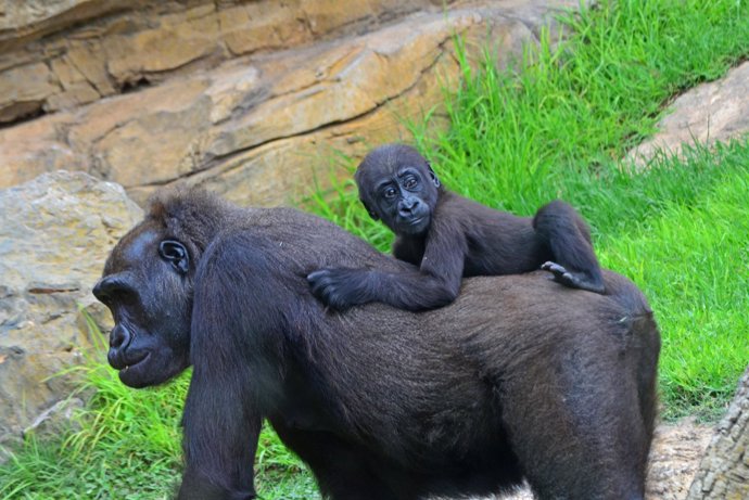 El bebé gorila Ebo cumple 10 meses en Bioparc Valencia.