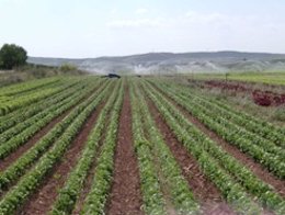 Un campo de cultivo en Navarra.