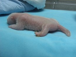 El panda recién nacido en el Zoo Aquarium de Madrid