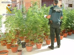 Plantas de cannabis localizadas en la vivienda de Épila