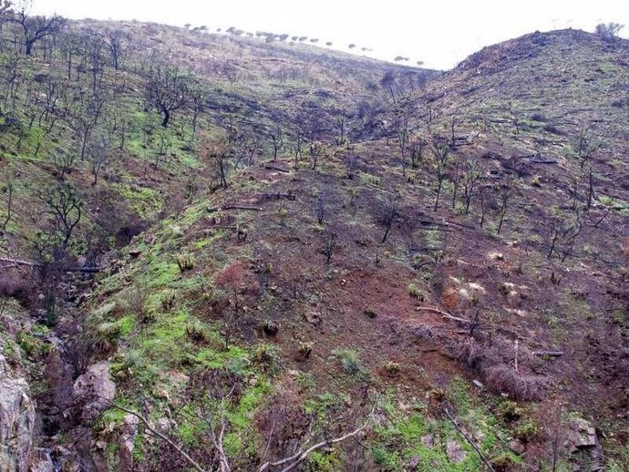 Monte afectado por el incendio de Barranco Blanco un año después