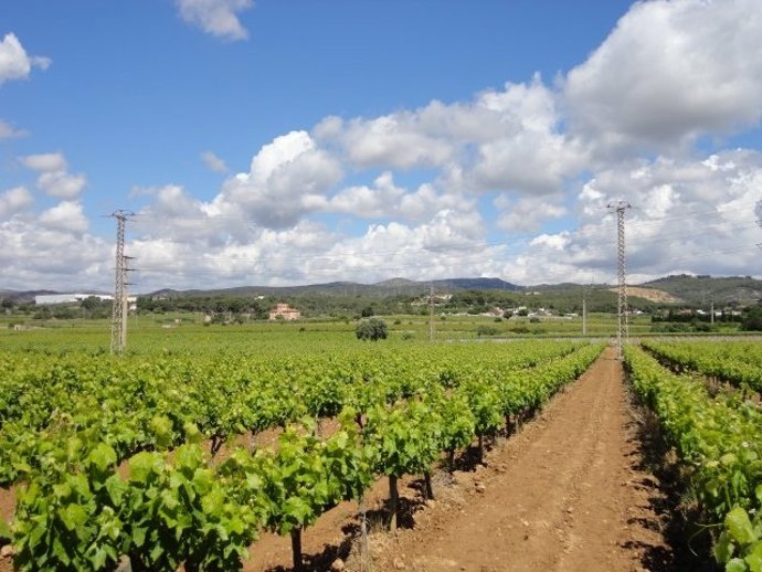 Endesa mejora una línea para proteger a uan pareja de águilas perdiceras