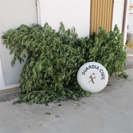 Marihuana intervenida por la Guardia Civil.