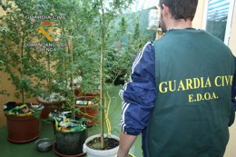 Marihuana en Collado