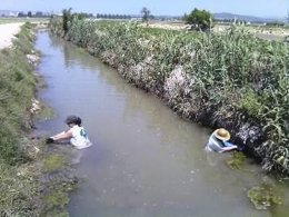 Voluntarios de SEO/BirdLife realizando la recogida manual del cargol manzana