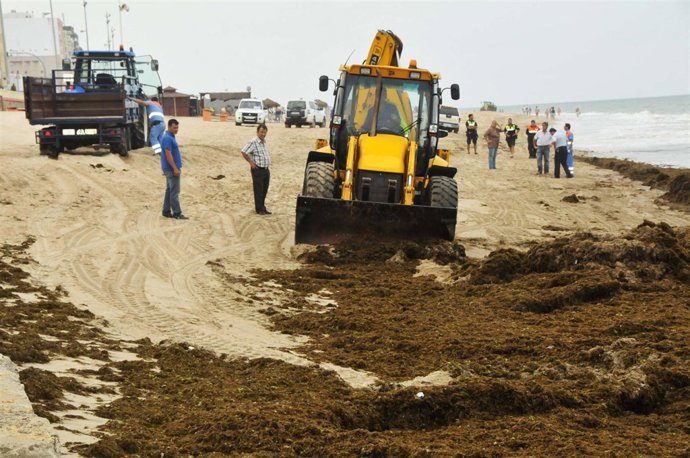 Acumulación de algas en las playas de Cádiz