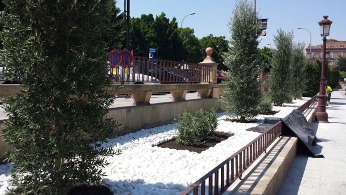 Imagen de los olivos en la Glorieta