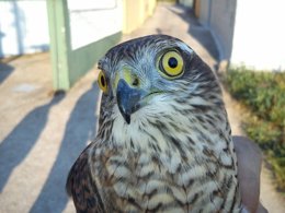 Nota De Prensa De La Policía Local De Vigo Del Día 3 De Septiembre De 2013