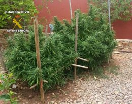 Plantas de marihuana halladas en una finca de Llucmajor