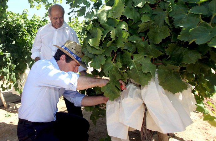 Císcar recogiendo uva