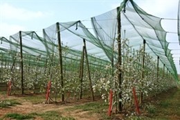 Explotación protegida por redes antipiedra