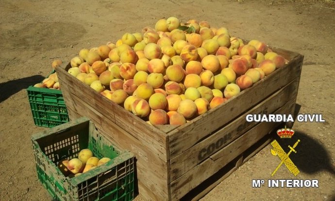 Melocotones intervenidos por la Guardia Civil